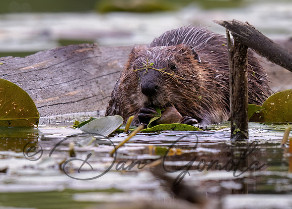 Beaver