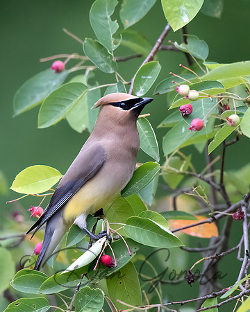Cedar Waxwing