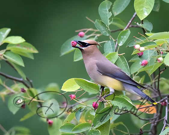 Cedar Waxwing