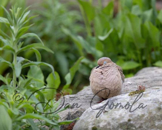 Mourning Dove