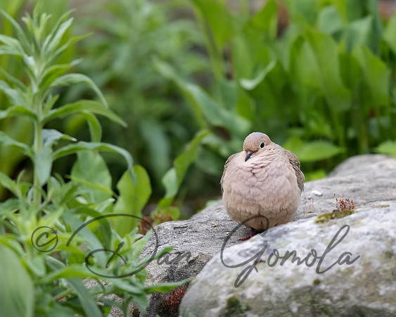 Mourning Dove