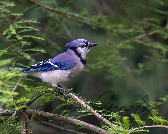 Blue Jay