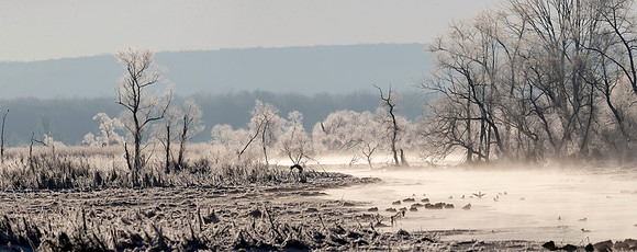 Geneva Marsh