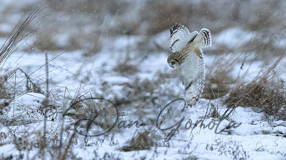 Short-eared Owl