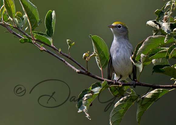 Chestnut-sided Warbler