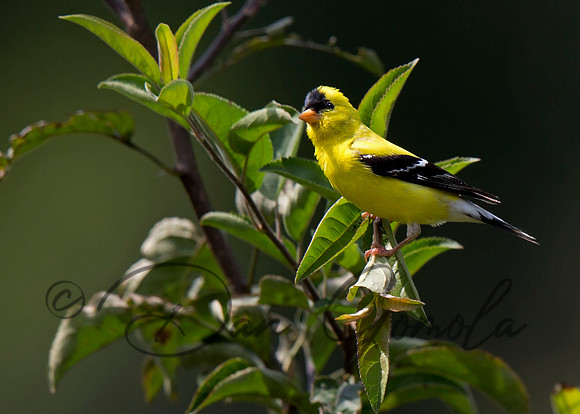 American Goldfinch