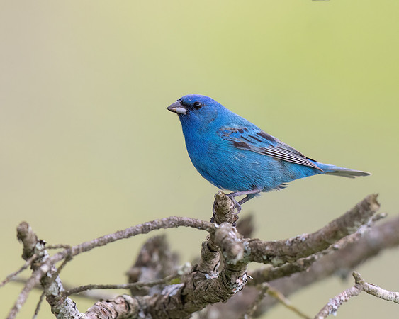 Indigo Bunting