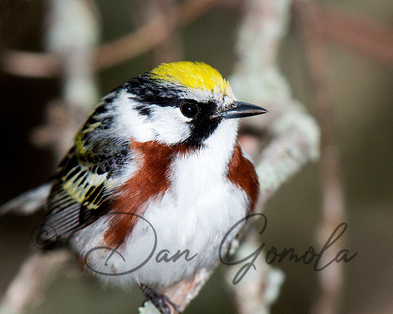 Chestnut-sided Warbler