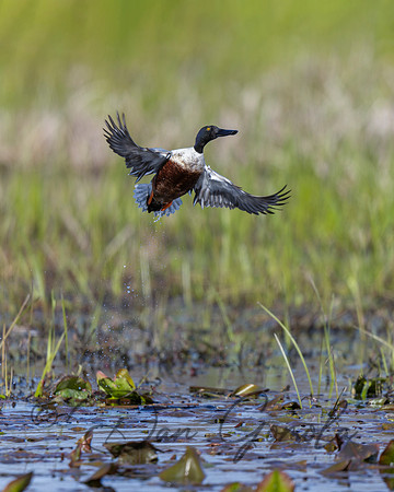 Northern Shoveler