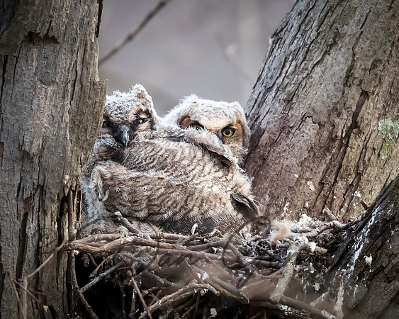 Great Horned Owl