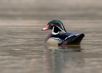 Wood Duck