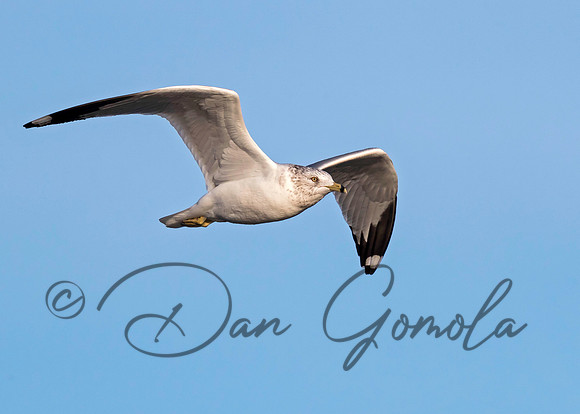Ring-billed Gull