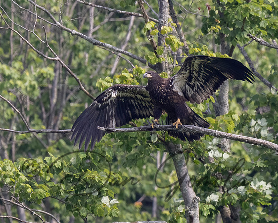 Bald Eagle