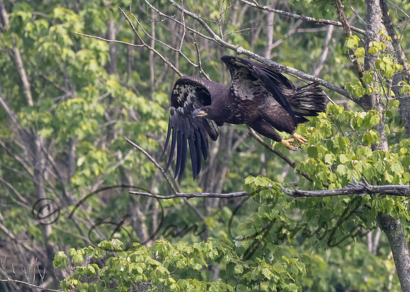 Bald Eagle