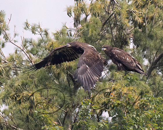 Bald Eagle