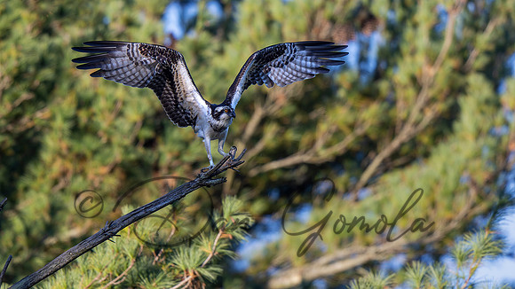Osprey