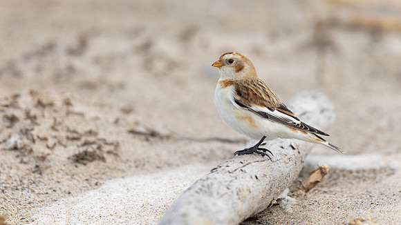 Snow Bunting