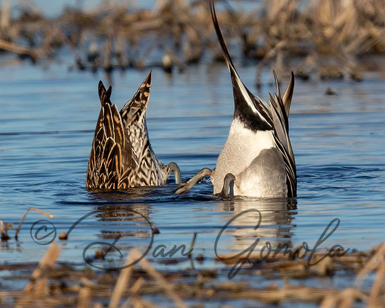 Northern Pintail