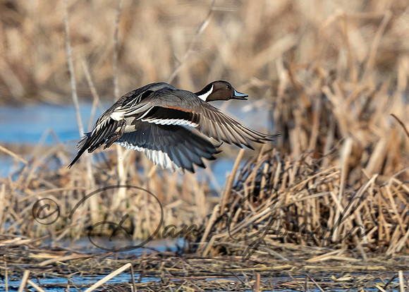 Northern Pintail
