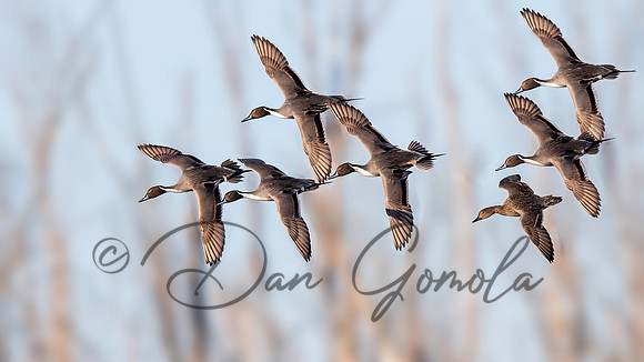 Northern Pintail