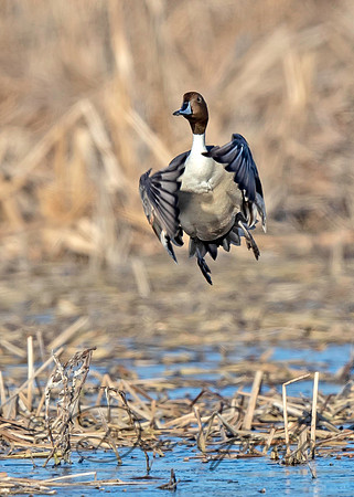 Northern Pintail
