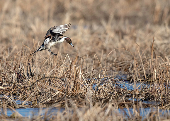Northern Pintail