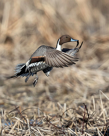 Northern Pintail