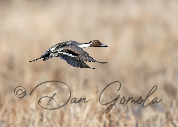 Northern Pintail