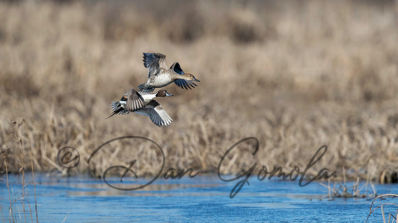 Northern Pintail