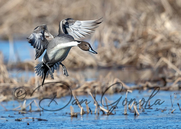 Northern Pintail