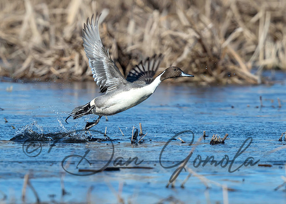 Northern Pintail