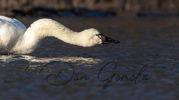 Tundra Swan