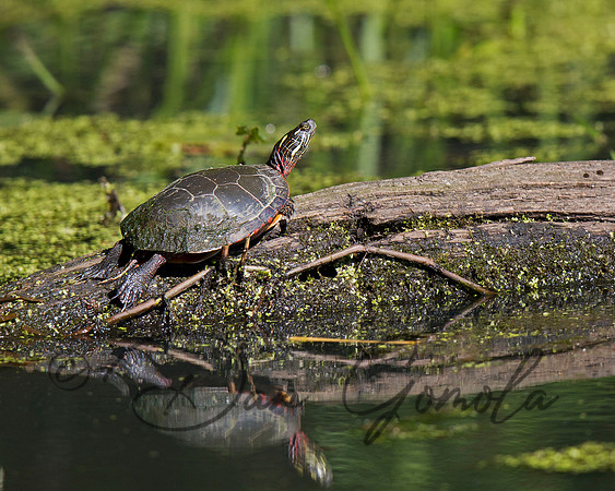 Eastern Painted Turtle