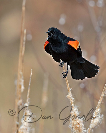 Red-winged Blackbird