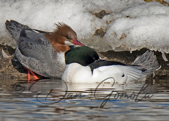 Common Merganser