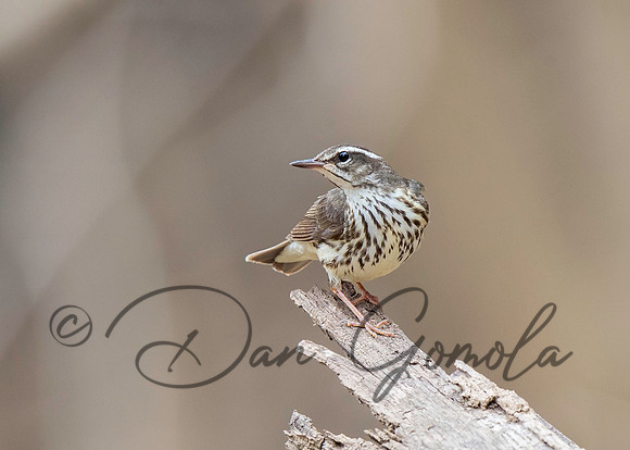 Louisiana Waterthrush