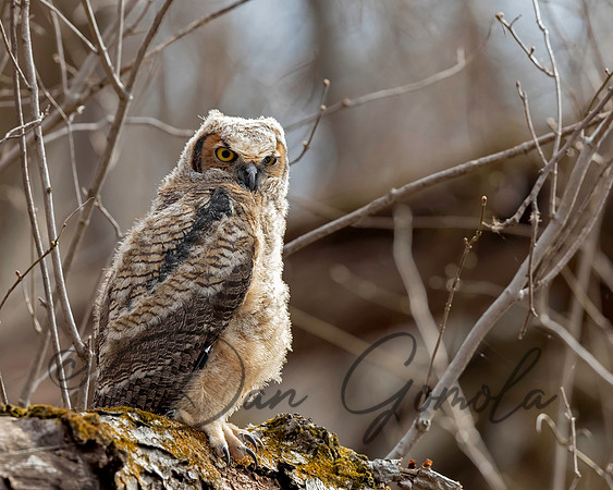 Great Horned Owl