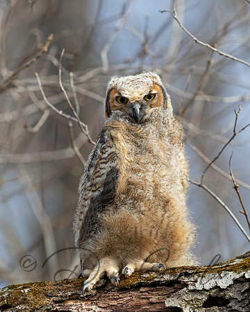 Great Horned Owl