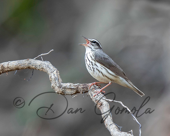 Louisiana Waterthrush