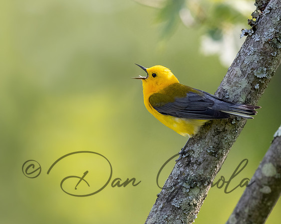 Prothonotary Warbler