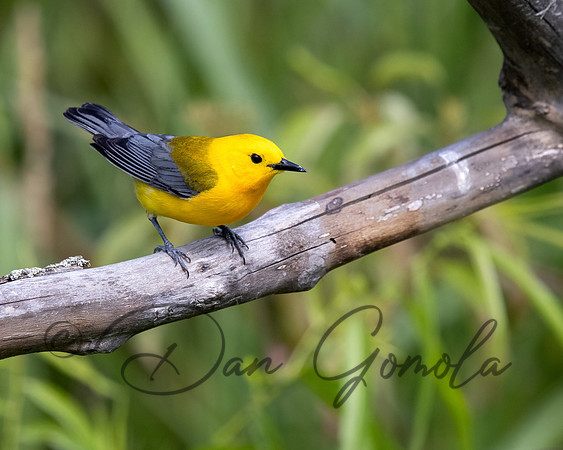 Prothonotary Warbler
