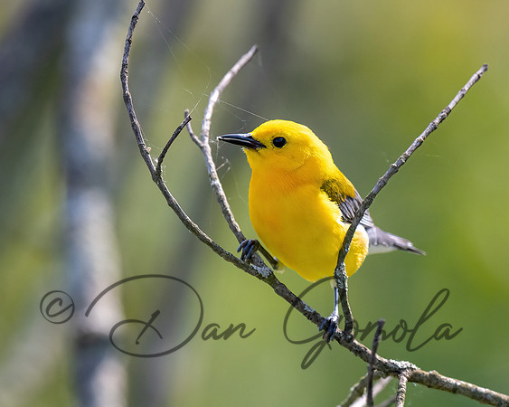 Prothonotary Warbler
