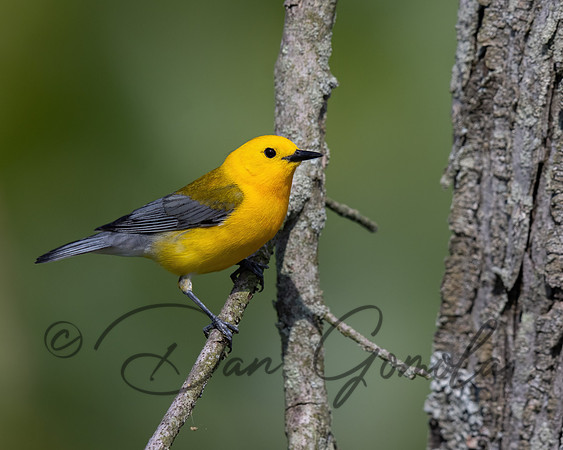 Prothonotary Warbler