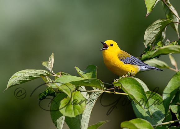 Prothonotary Warbler