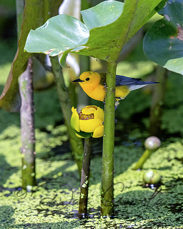 Prothonotary Warbler