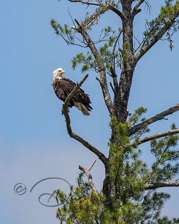 Bald Eagle