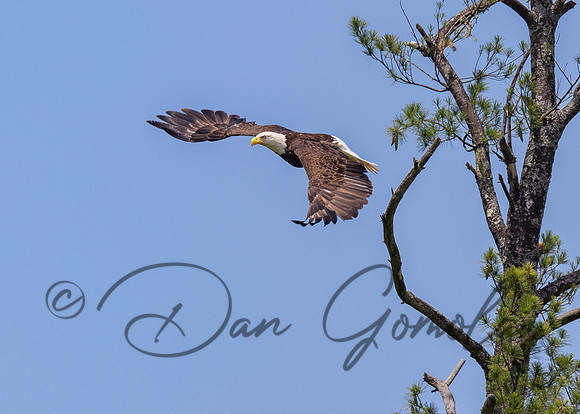 Bald Eagle