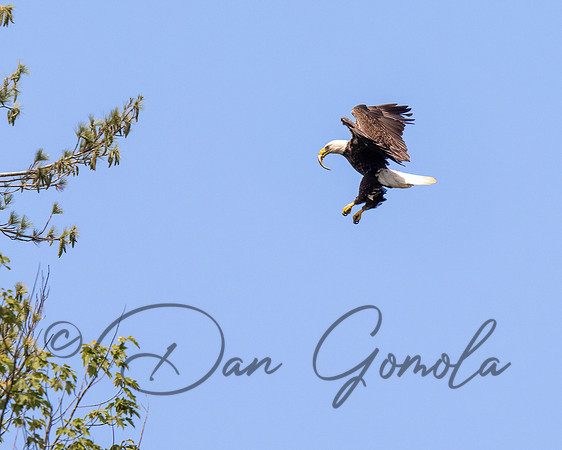 Bald Eagle