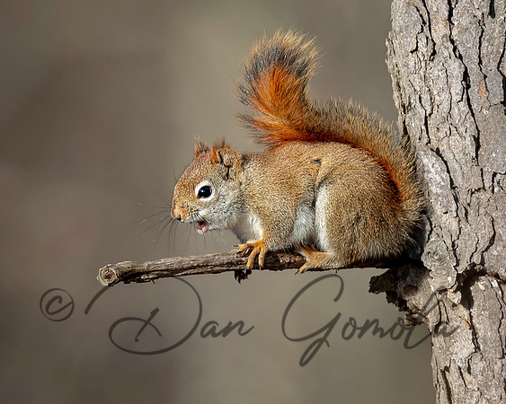 Red Squirrel