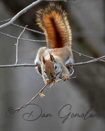 Red Squirrel